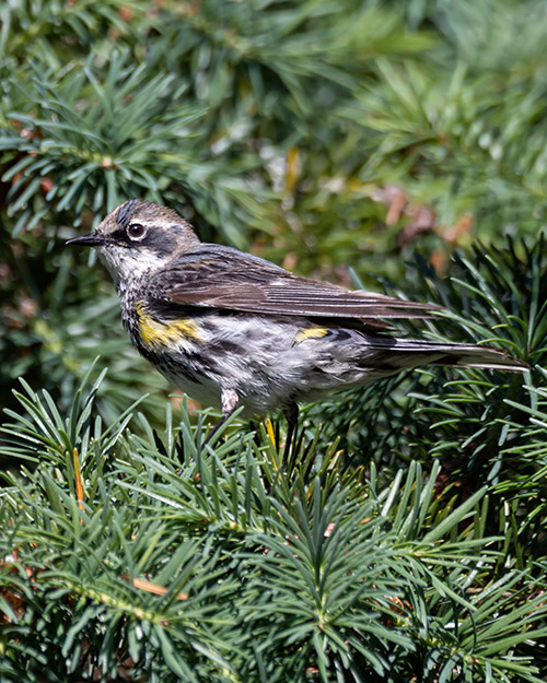 Yellow-rumped Warbler